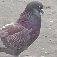 20تا کفتر  پرشی