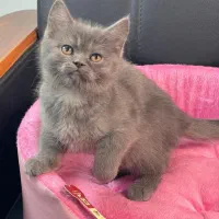 بچه. گربه. اصیل اماده واگذاری|گربه|تهران, صادقیه|دیوار