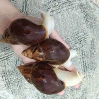 حلزون کلکسیونی آچاتینا