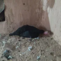 بوقلمون خابیده