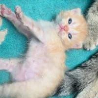 گربه