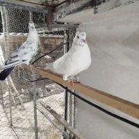 سلام تعدادی مایه کفتر درجه یک|پرنده|سپیدان, |دیوار