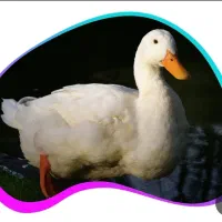 اردک دو عدد باهم دوتومن