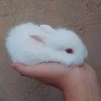 بچه خرگوش|موش و خرگوش|میاندوآب, |دیوار