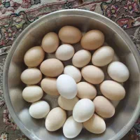 ارگانیک|خوردنی و آشامیدنی|سبزوار, توحیدشهر|دیوار
