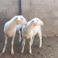 میش لاکن اصل