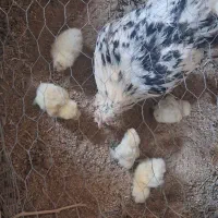 مرغ کرچ با  جوجه