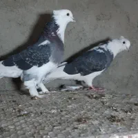 کبوتر کفتر شازده هما ، شازده سیاه ،کله ماستی،قاره|پرنده|نسیم‌شهر, |دیوار