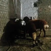 بره نر و ماده افشاری