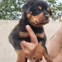 رتوایلر پوزه دلقکی