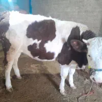 گوساله سیمینتال ماده چاق درجه یک