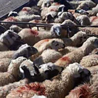 بزرگترین گوسفند فروشی برادران زارعی بدون واسطه|حیوانات مزرعه|مشهد, نوید|دیوار