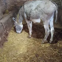 الاغ نر جوان