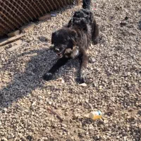 توله قدرجونی ۵ماهه دهن پاک