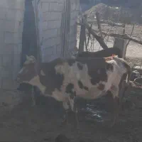 فروشی|حیوانات مزرعه|گلی داغ, |دیوار