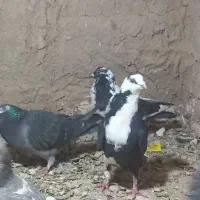 کفتر کرباتی سیاه