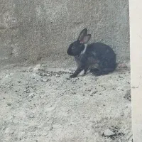 خرگوش