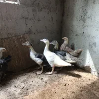 جوجه اردک خارجی
