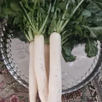 ترب