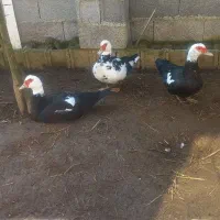 اردک اسراییلی ماده واردک محلی ماده