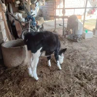 فروش گوساله|حیوانات مزرعه|سنگدوین, |دیوار