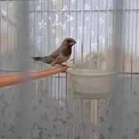 فنچ بنگالی|پرنده|شیراز, تندگویان|دیوار