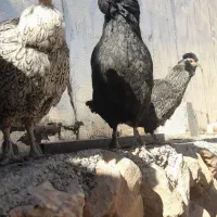 مرغ خروس گلین ریشی فول چهل تاج