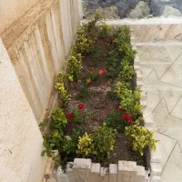 خدمات باغبانی ودرخت کاری کودهی هرسکاری|خدمات باغبانی و درختکاری|پردیس, فاز ۴|دیوار