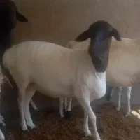 بره ماده سمال