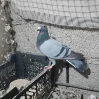 فروشی کبوتر فوری