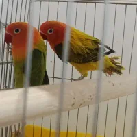 کوتوله ابریشمی اپلاین رزگلد طلایی ( طوطی برزیلی )