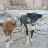 جوفت نر و ۸ ماهه