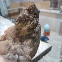 کبوتر|پرنده|خرمشهر, |دیوار