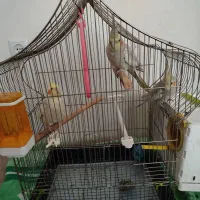 ۳ عدد عروس هلندی سخنگو