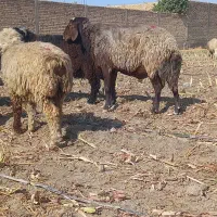 قوچ افشاری داشتی|حیوانات مزرعه|مرودشت, ده بید|دیوار