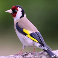 سهره فروشی