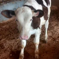 گوساله سیمینتال