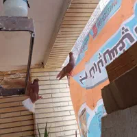دم سفید|پرنده|بهبهان, |دیوار