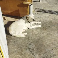 فروش معاوضه سگ ماده ۱۶ماهه. فریدن