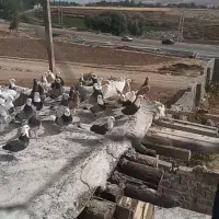 کبوتر پرشی