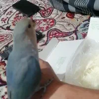 طوطی کوتوله برزیلی گمشده