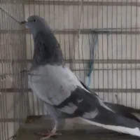 4تا کفتر نر پرش سنگین|پرنده|ری, شهرک نظامی|دیوار