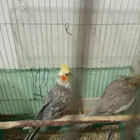 عروس هلندی مولد