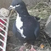 کفتر|پرنده|آبسرد, |دیوار