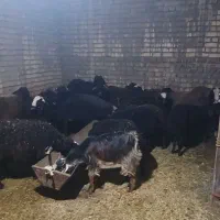 فروش بره نر و بزغاله نر