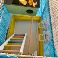 مرغ عشق نروماده وقفسه کامل|پرنده|سنندج, |دیوار