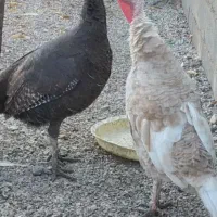 بوقلمون روانسر