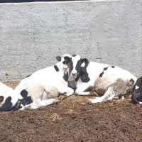 گوساله هلیشتاین