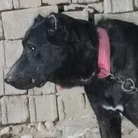 باسلام سگ دوساله همه چیز تمام به فروش میرسد