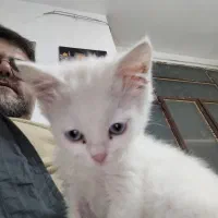 گمشده|حیوانات|یاسوج, |دیوار